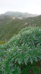 Echium acanthocarpum