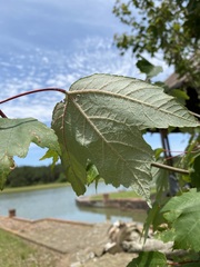 Acer rubrum drummondii