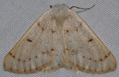 Dyscia penulataria
