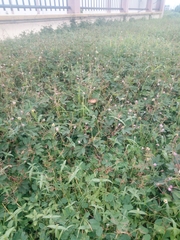 Fabaceae