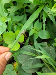 Lepidoptera