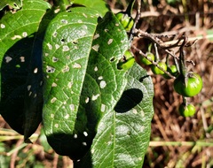 Solanum paniculatum