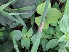 Lepidoptera