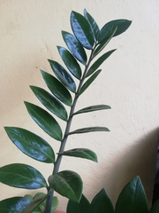 Zamioculcas zamiifolia
