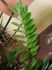 Zamioculcas zamiifolia