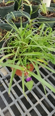 Tradescantia tharpii