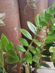 Zamioculcas zamiifolia