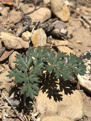 Cymopterus purpureus