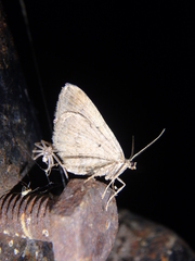 Scotopteryx