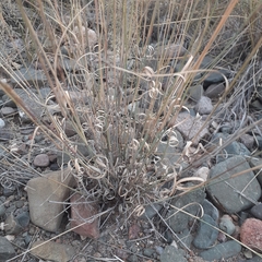 Aristida mendocina