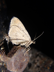 Scotopteryx
