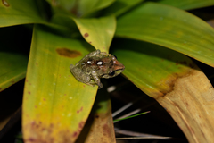Pristimantis versicolor