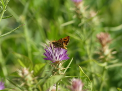 Hylephila fasciolata