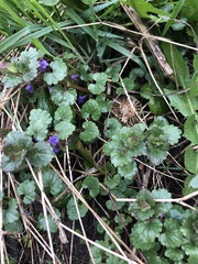 Glechoma hederacea