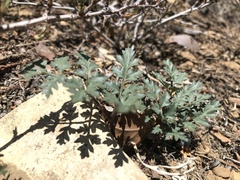 Cymopterus purpureus