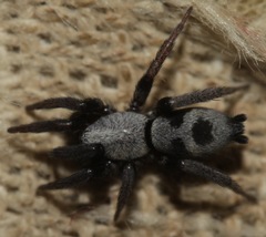Sergiolus