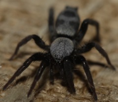 Sergiolus