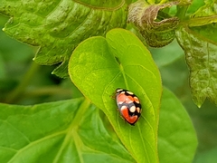 Coccinellidae