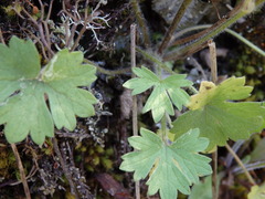 Ranunculus ollissiponensis