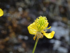 Ranunculus ollissiponensis