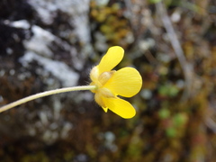 Ranunculus ollissiponensis