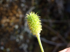 Ranunculus ollissiponensis