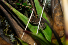 Pristimantis versicolor