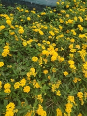 Lantana × hybrida