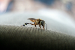 Lepidotrigona terminata