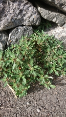 Forsskaolea angustifolia