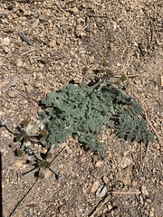 Lomatium mohavense