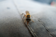 Lepidotrigona terminata