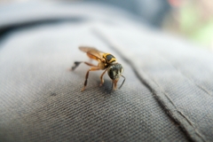 Lepidotrigona terminata