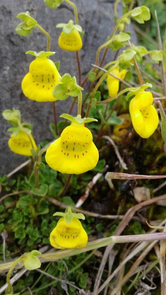 Calceolaria