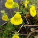 Calceolaria tenella - Photo 由 Morgan Cantrell 所上傳的 (c) Morgan Cantrell，保留部份權利CC BY-NC