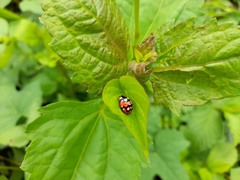 Coccinellidae