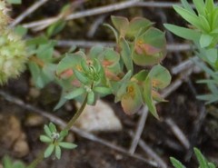 Euphorbia falcata