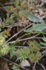 Euphorbia falcata
