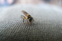 Lepidotrigona terminata