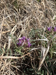 Astragalus crassicarpus