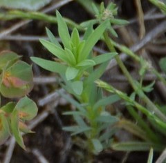 Haplophyllum linifolium