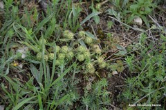 Valerianella discoidea