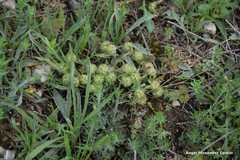 Valerianella discoidea