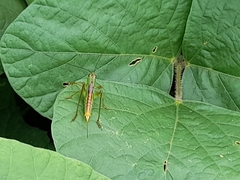 Orthoptera