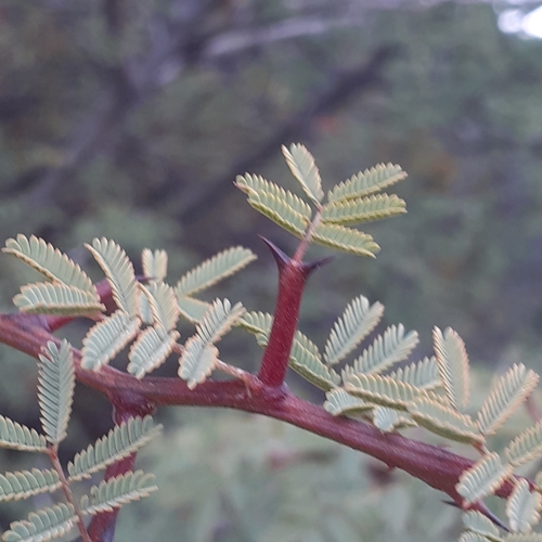 Image of Senegalia gilliesii by (c) Benjamin Bender, some rights reserved (CC BY)