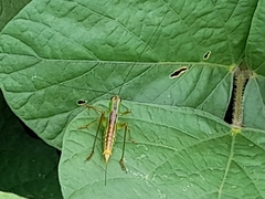 Orthoptera
