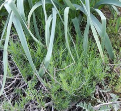 Gypsophila struthium