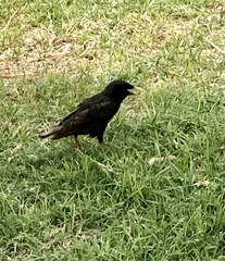 Sturnus vulgaris