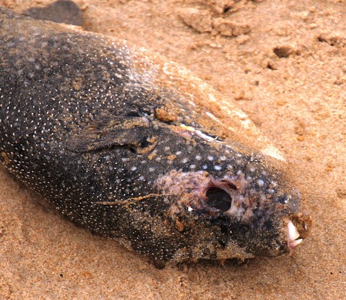 Arothron firmamentum