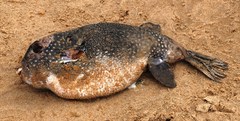 Arothron firmamentum